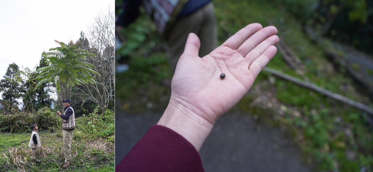 【新竹五峰寵物友善豪華露營】蟬說：霧繞 豐收地帳棚住宿開箱｜一泊二食×雲海美景×櫻花季