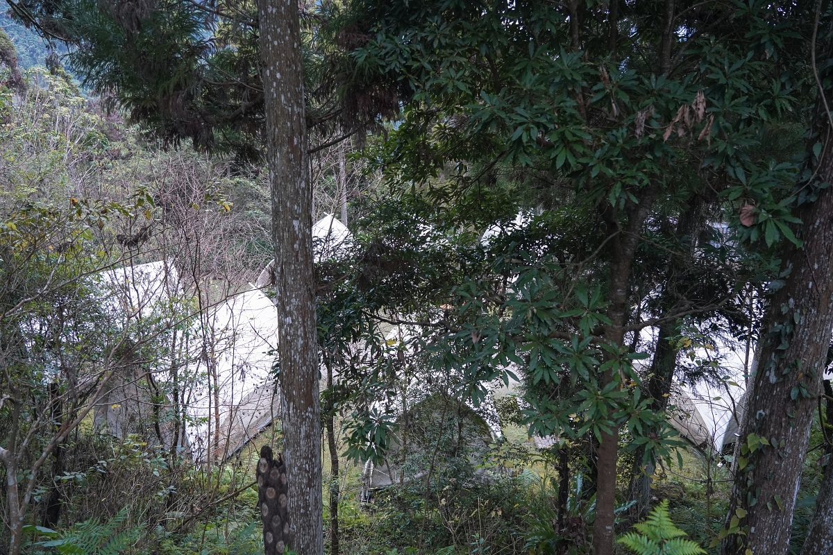 【新竹五峰寵物友善豪華露營】蟬說：霧繞 豐收地帳棚住宿開箱｜一泊二食×雲海美景×櫻花季