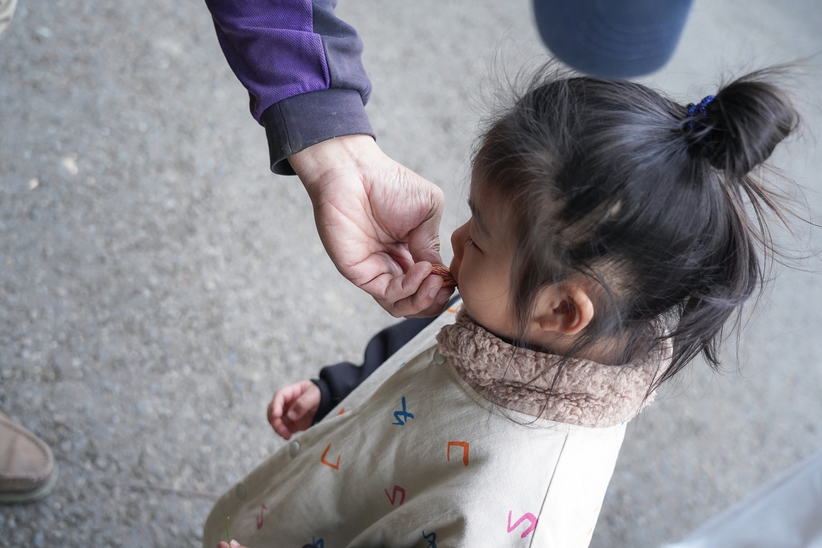 【新竹五峰寵物友善豪華露營】蟬說：霧繞 豐收地帳棚住宿開箱｜一泊二食×雲海美景×櫻花季