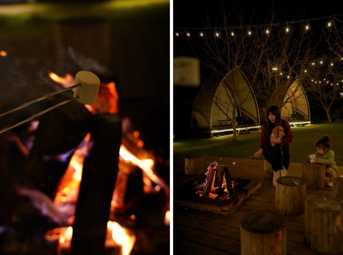 【新竹五峰寵物友善豪華露營】蟬說：霧繞 豐收地帳棚住宿開箱｜一泊二食×雲海美景×櫻花季