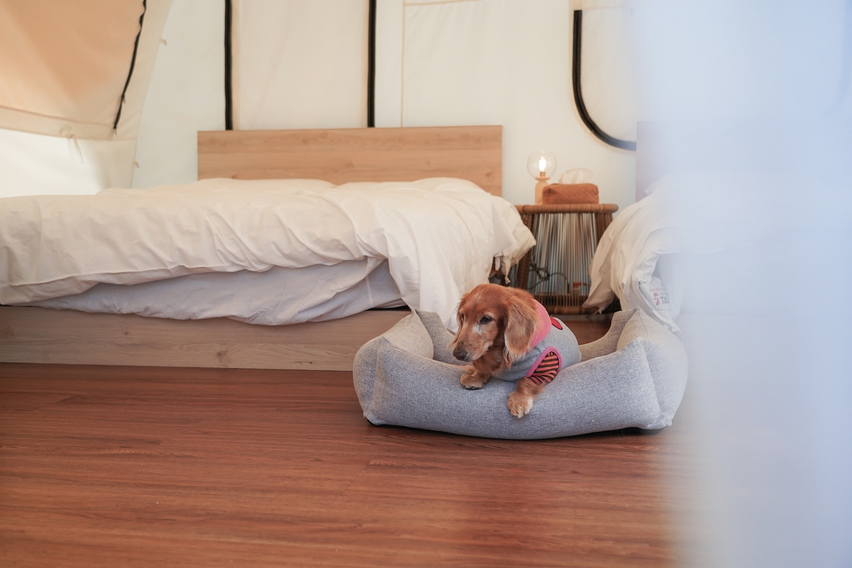 【新竹五峰寵物友善豪華露營】蟬說：霧繞 豐收地帳棚住宿開箱｜一泊二食×雲海美景×櫻花季