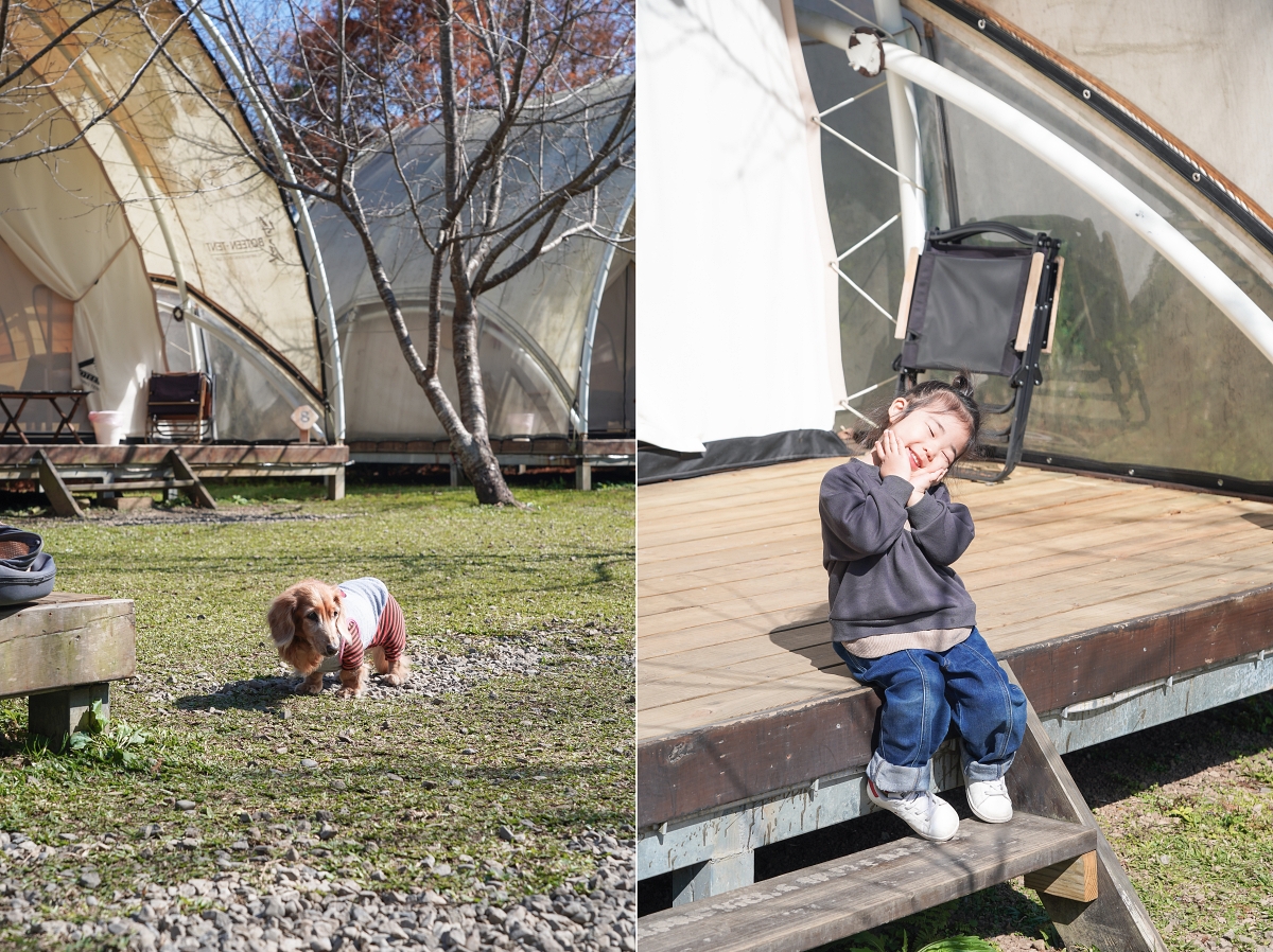 【新竹五峰寵物友善豪華露營】蟬說：霧繞 豐收地帳棚住宿開箱｜一泊二食×雲海美景×櫻花季