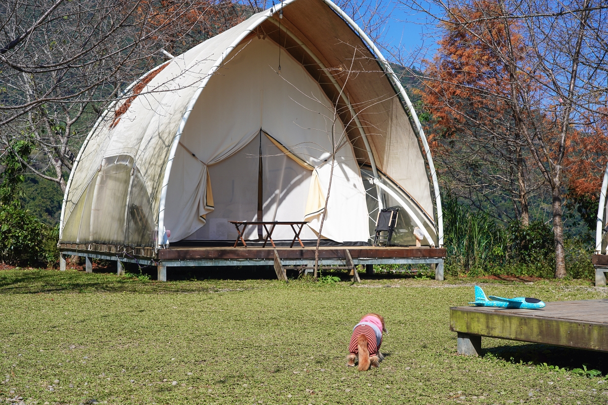 【新竹五峰寵物友善豪華露營】蟬說：霧繞 豐收地帳棚住宿開箱｜一泊二食×雲海美景×櫻花季