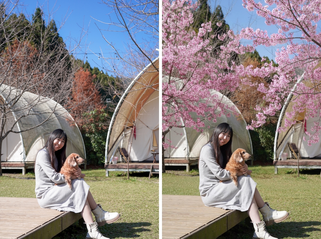 【新竹五峰寵物友善豪華露營】蟬說：霧繞 豐收地帳棚住宿開箱｜一泊二食×雲海美景×櫻花季