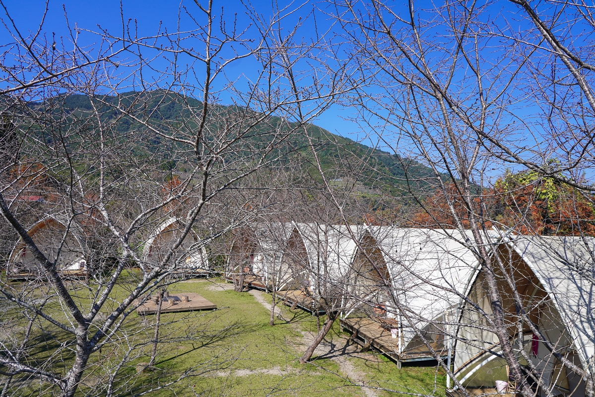 【新竹五峰寵物友善豪華露營】蟬說：霧繞 豐收地帳棚住宿開箱｜一泊二食×雲海美景×櫻花季