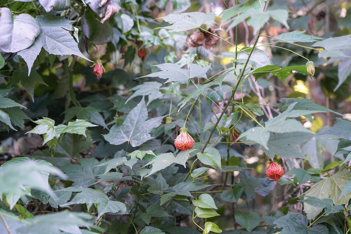 【新竹五峰寵物友善豪華露營】蟬說：霧繞 豐收地帳棚住宿開箱｜一泊二食×雲海美景×櫻花季