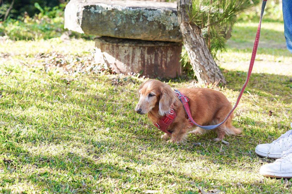 【新竹五峰露營車推薦】蟬說:霧語露營車開箱|親子寵物友善、一泊二食免裝備超享受 - 第22張圖 【新竹五峰露營車推薦】蟬說:霧語露營車開箱|親子寵物友善、一泊二食免裝備超享受