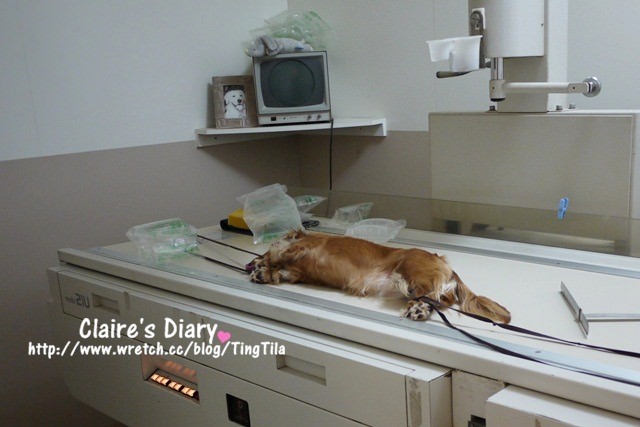 【Tila】2012年度健檢+狂犬病疫苗 in 芸林動物醫院 ♥ 毛小孩的健康無價啊!
