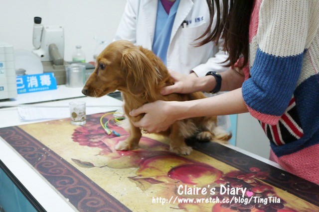 【Tila】2012年度健檢+狂犬病疫苗 in 芸林動物醫院 ♥ 毛小孩的健康無價啊!