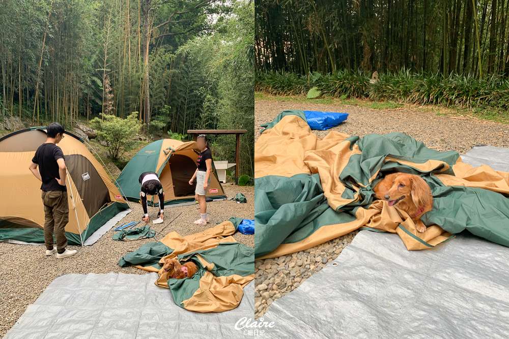 新竹尖石露營推薦！6號花園花現營地，帶狗狗去森林秘境露營吧！
