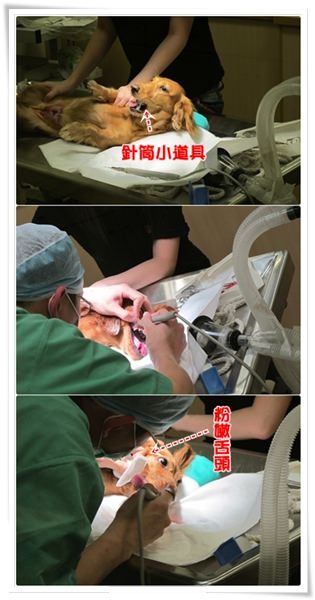 【Tila結紮記】 ─ PART 1 ─ in 永春動物醫院