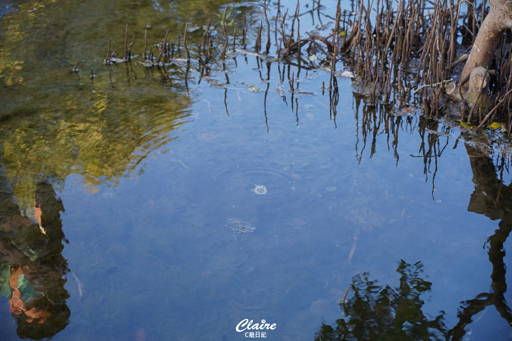 季節限定倒立水母跳舞！高雄林園海洋濕地公園水母湖~全台唯一水母湖秘境