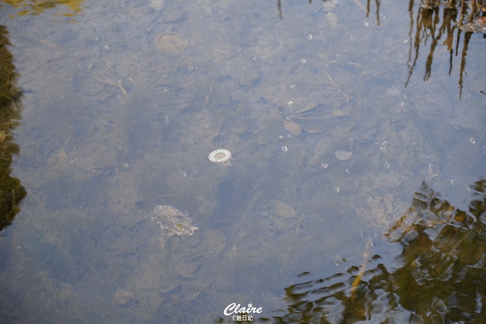 季節限定倒立水母跳舞！高雄林園海洋濕地公園水母湖~全台唯一水母湖秘境